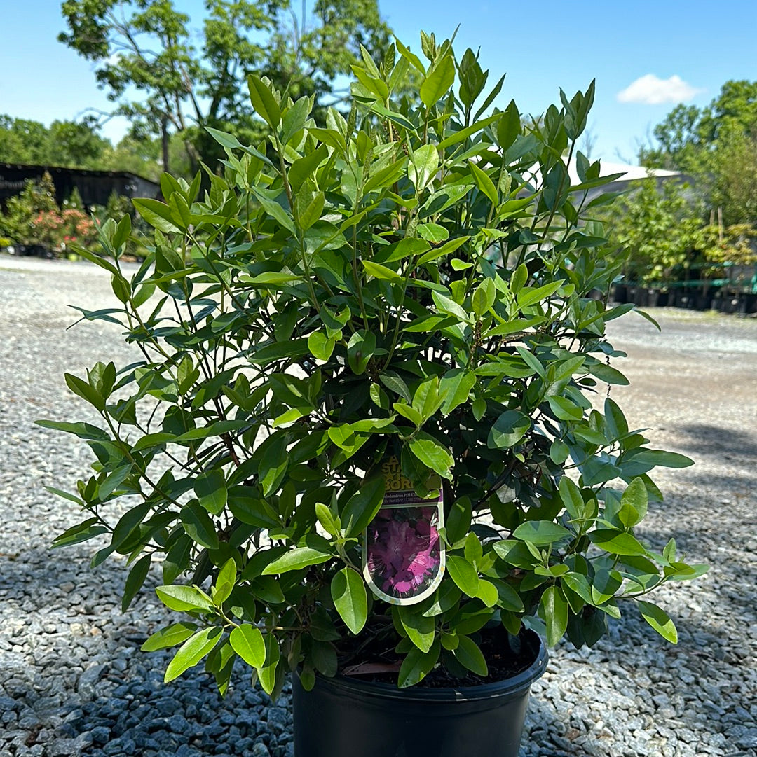 Rhododendron x PJM Elite Star' #3
