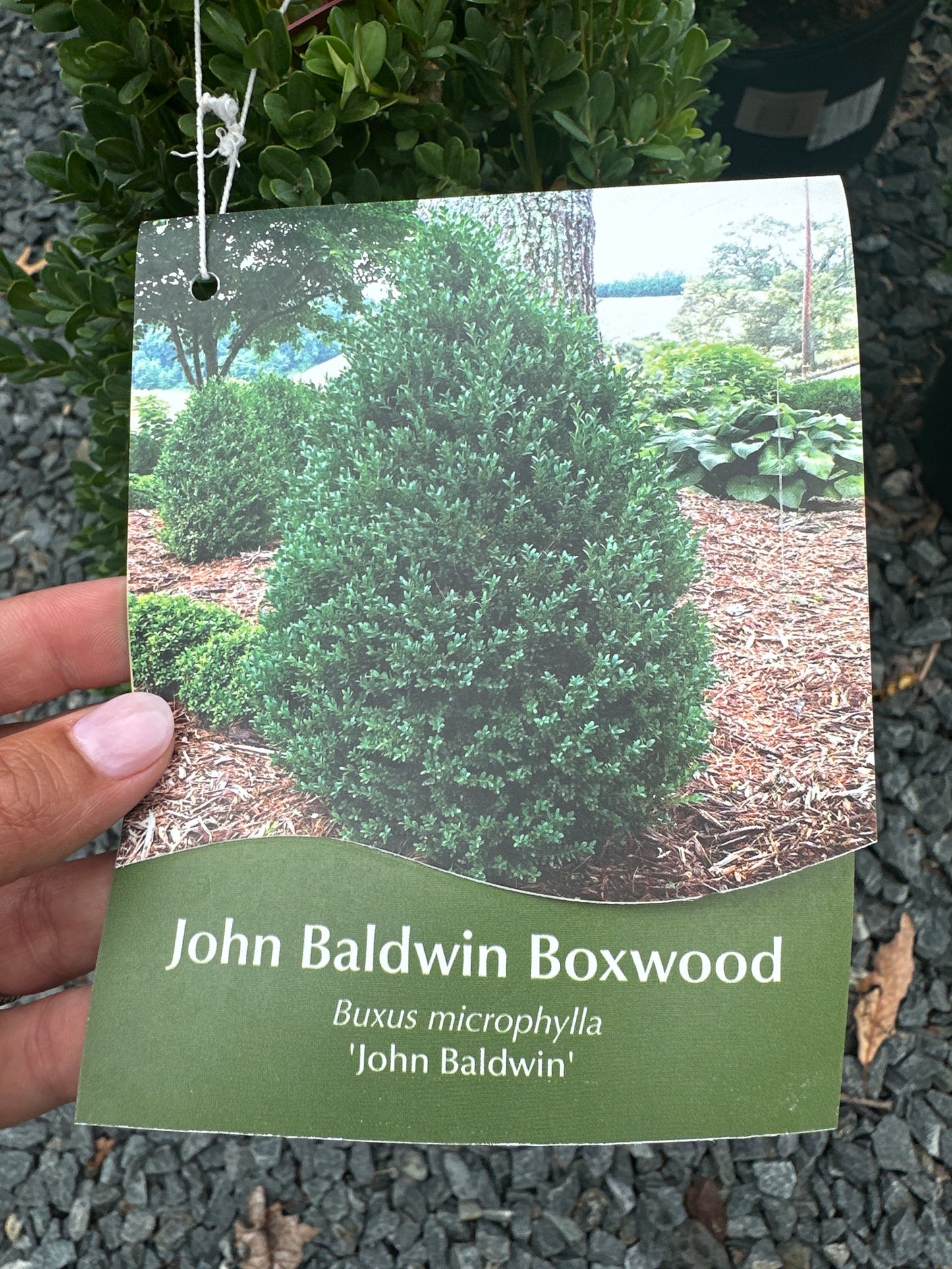 Buxus 'John Baldwin' - Pyramidal Boxwood