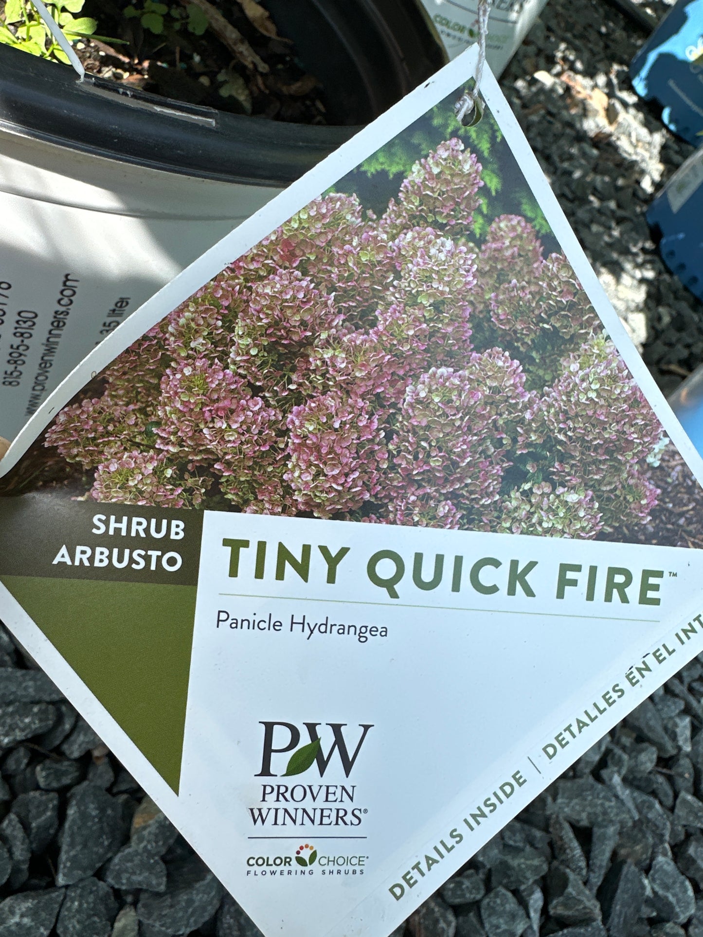Hydrangea pan. 'Tiny Quick Fire'