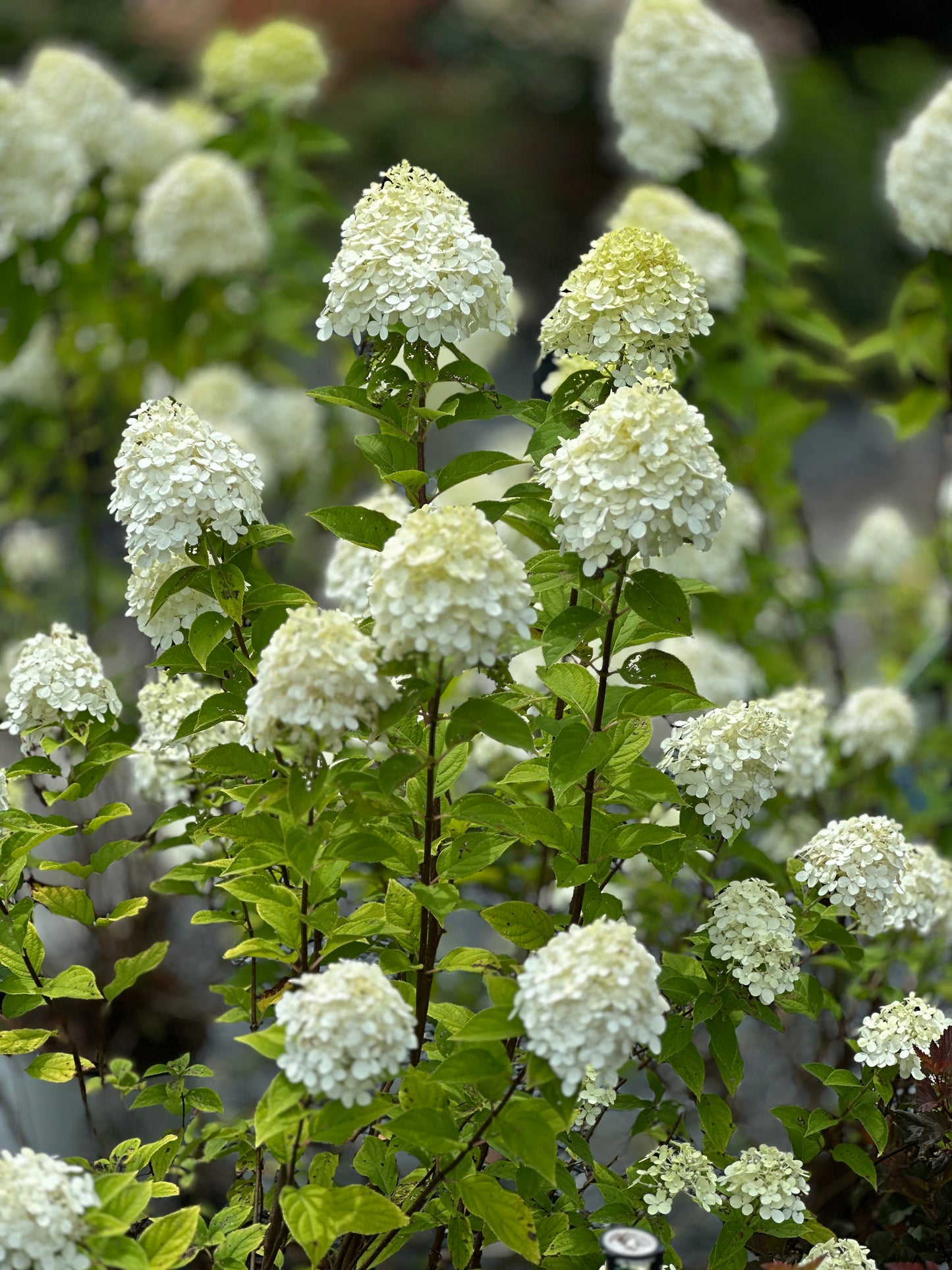Hydrangea 'Limelight'