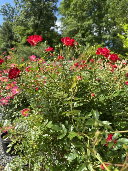 Drift Rose Tree Form