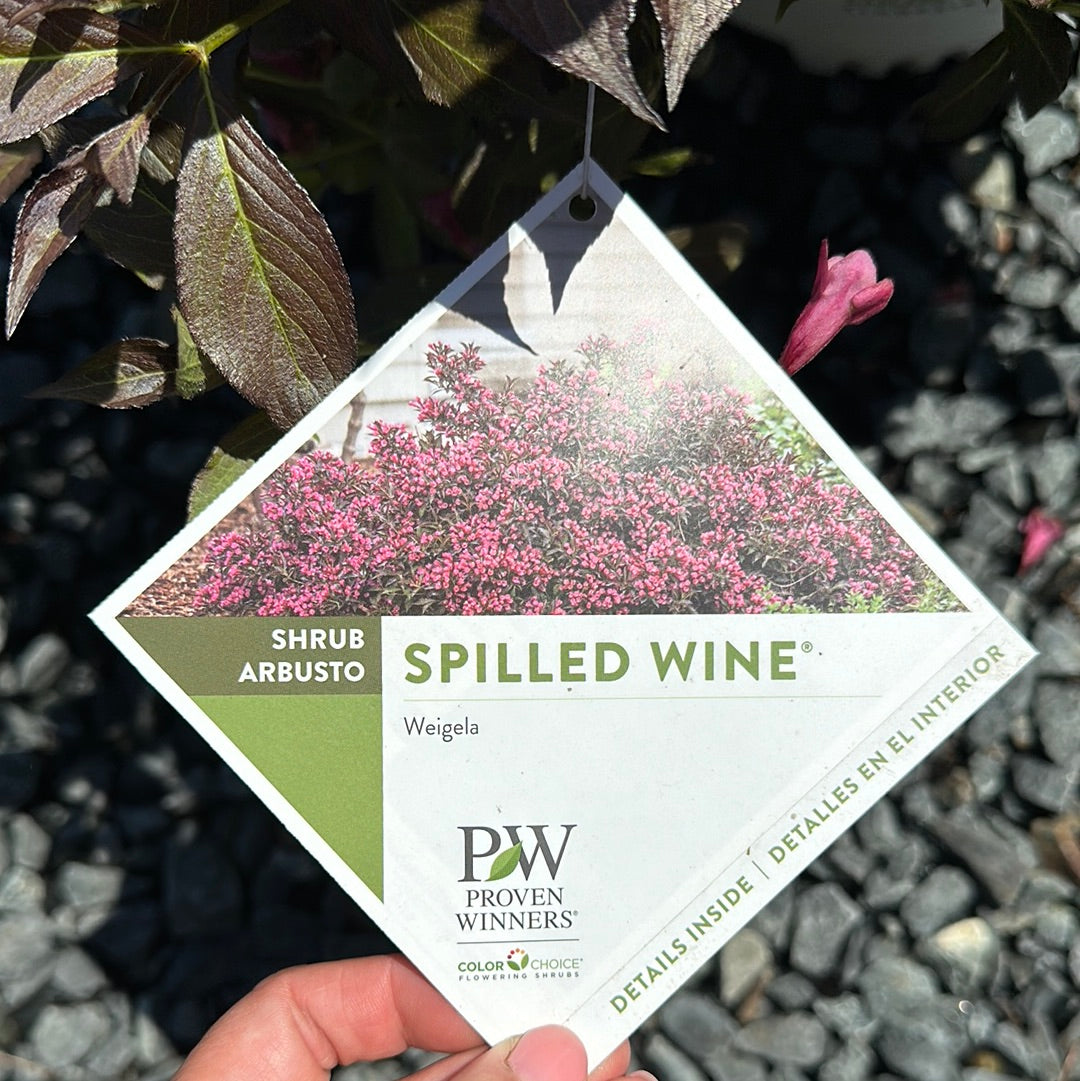 Weigela 'Spilled Wine' #3