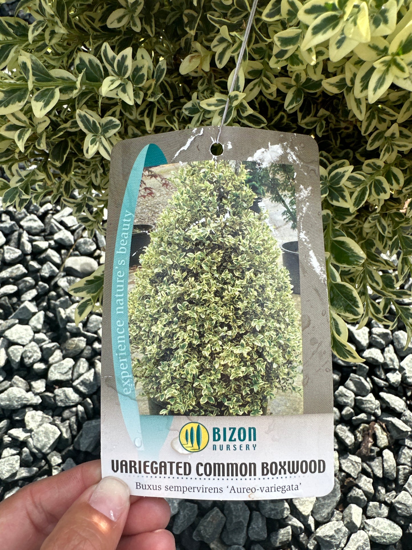 Buxus 'Aurea Variegata' - Variegated Boxwood