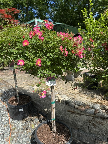 Drift Rose Tree Form