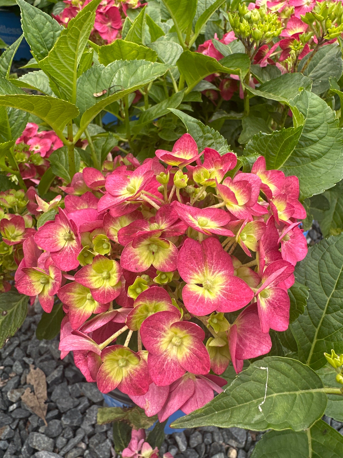 Hydrangea 'Summer Crush'
