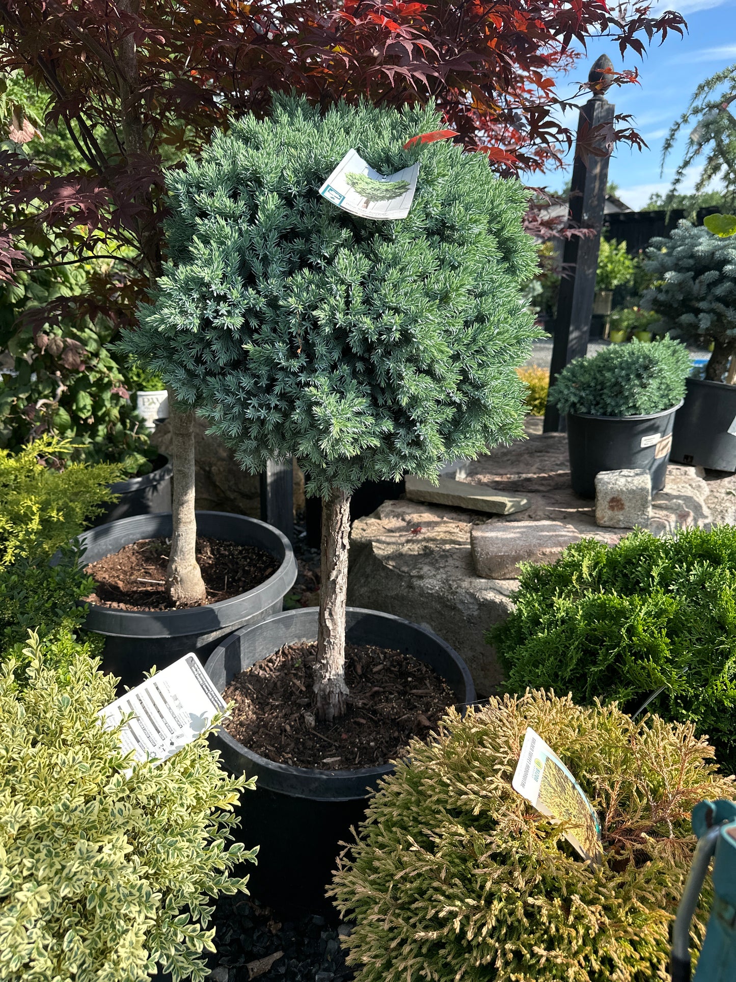 Juniper Upright Trees & Shrubs