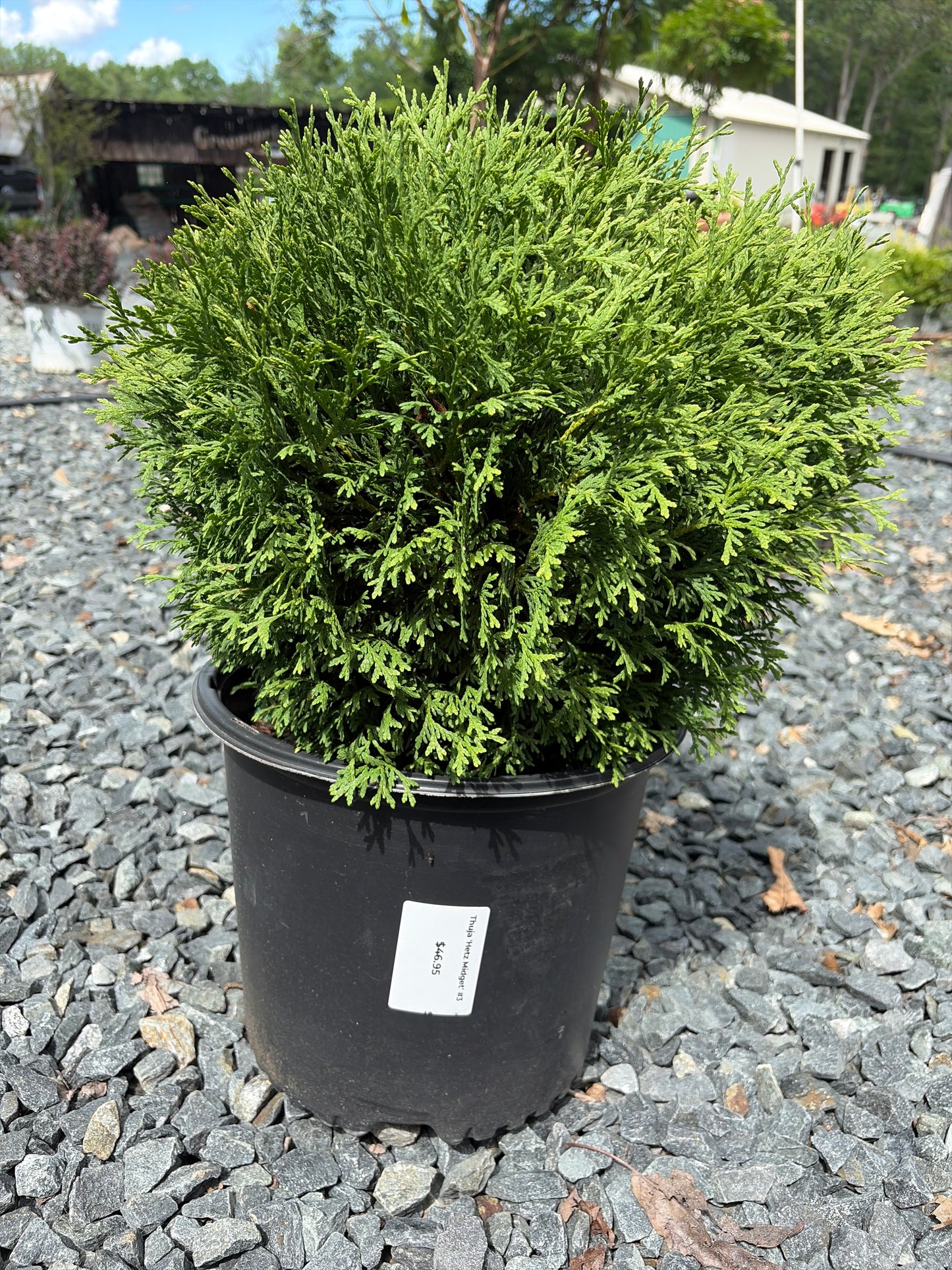 Thuja 'Hetz Midget' #3