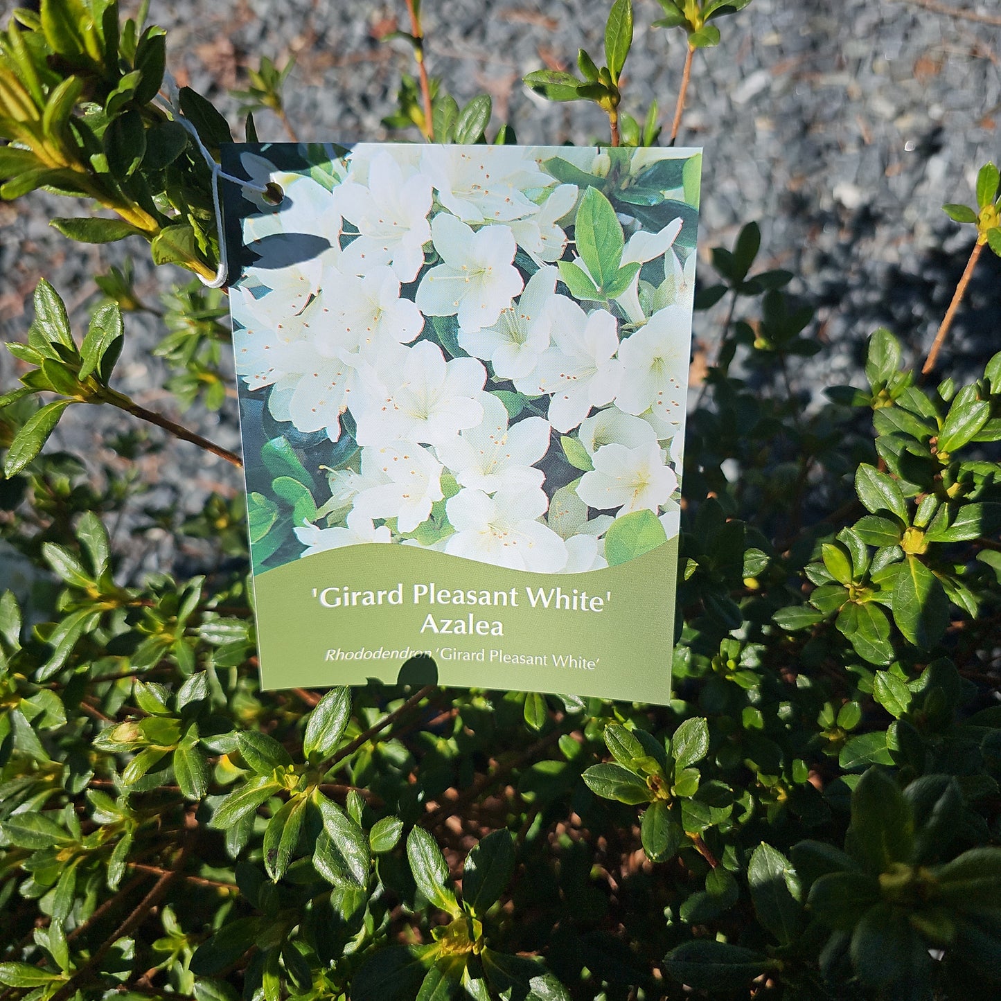Azalea 'Pleasant White' #3