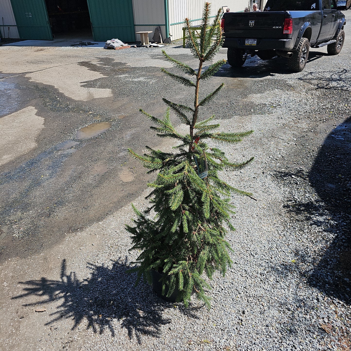 Picea 'Pendula' - Weeping Norway Spruce