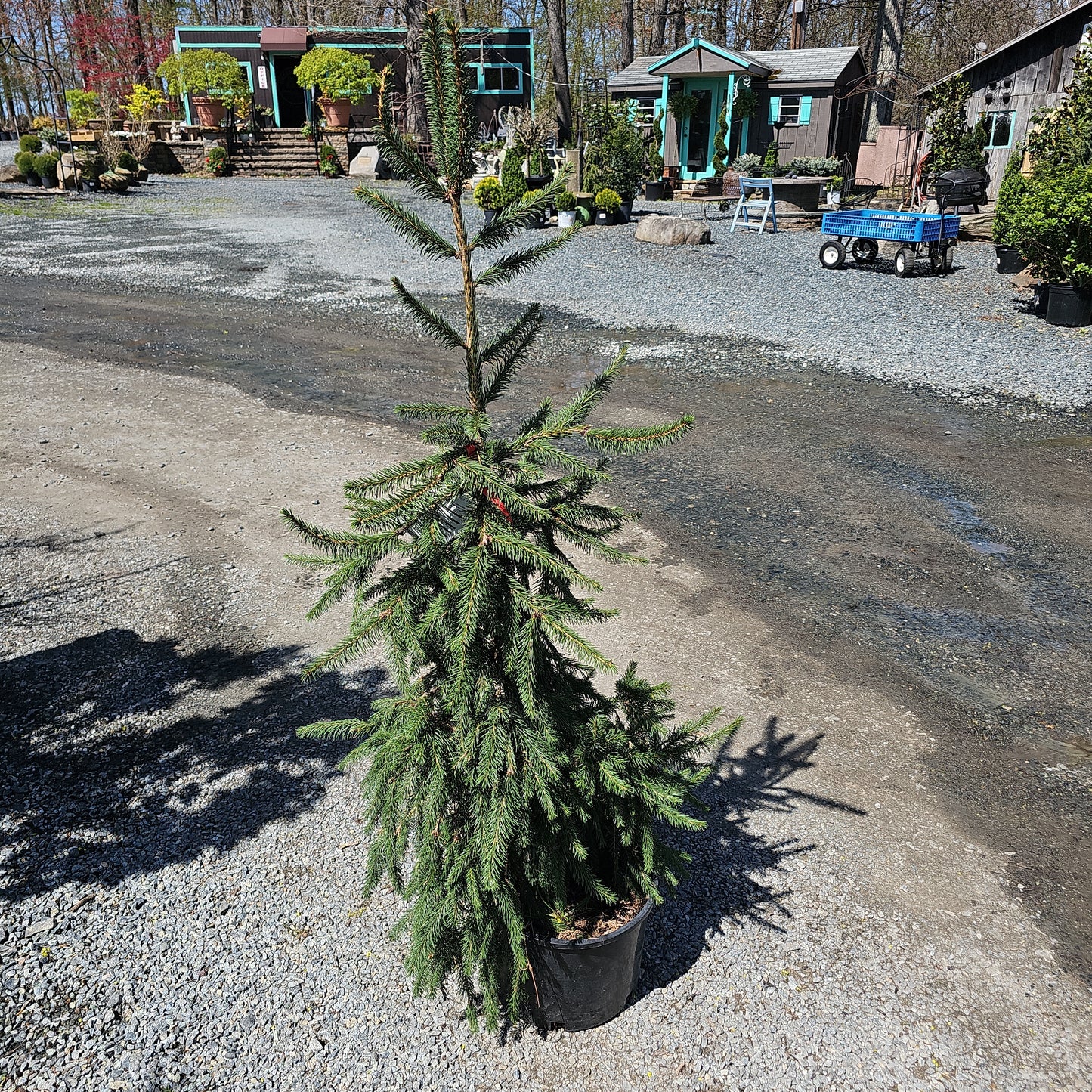 Picea 'Pendula' - Weeping Norway Spruce