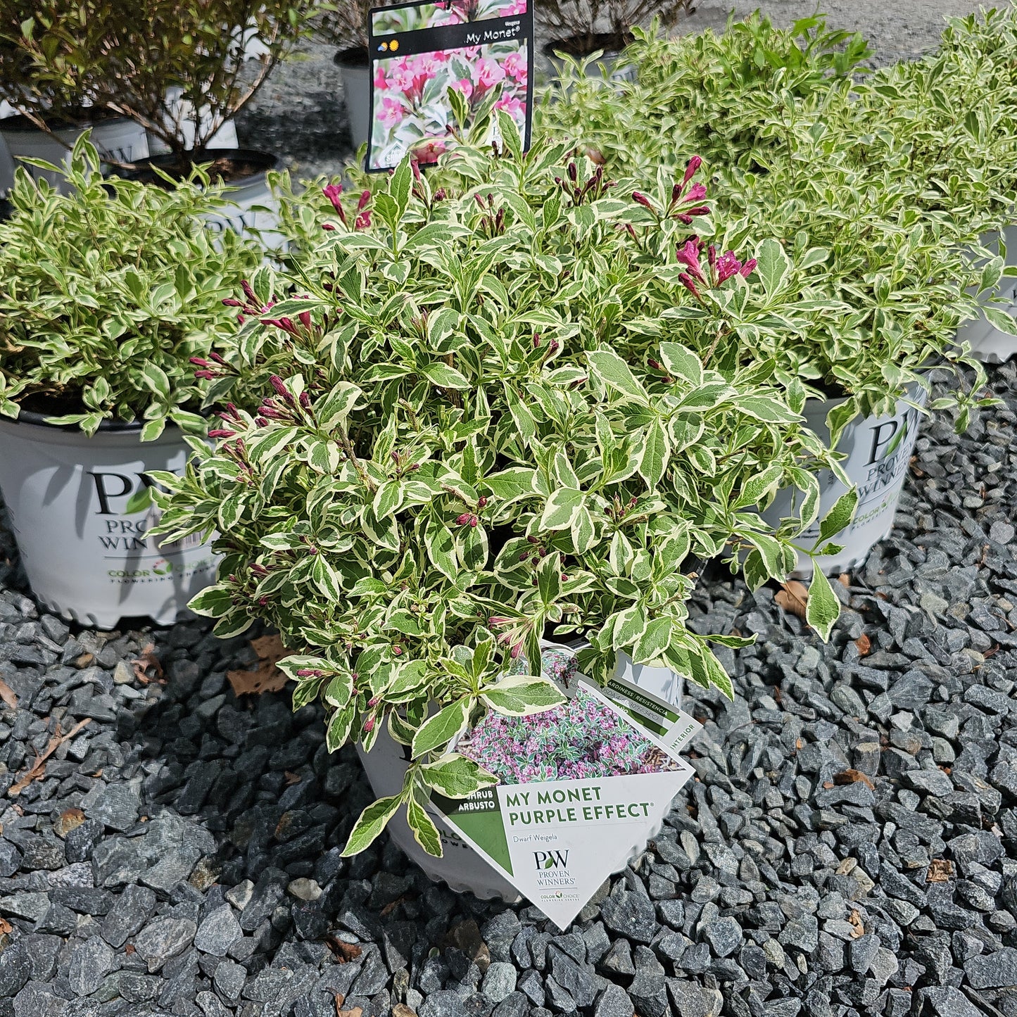 Weigela 'My Monet'