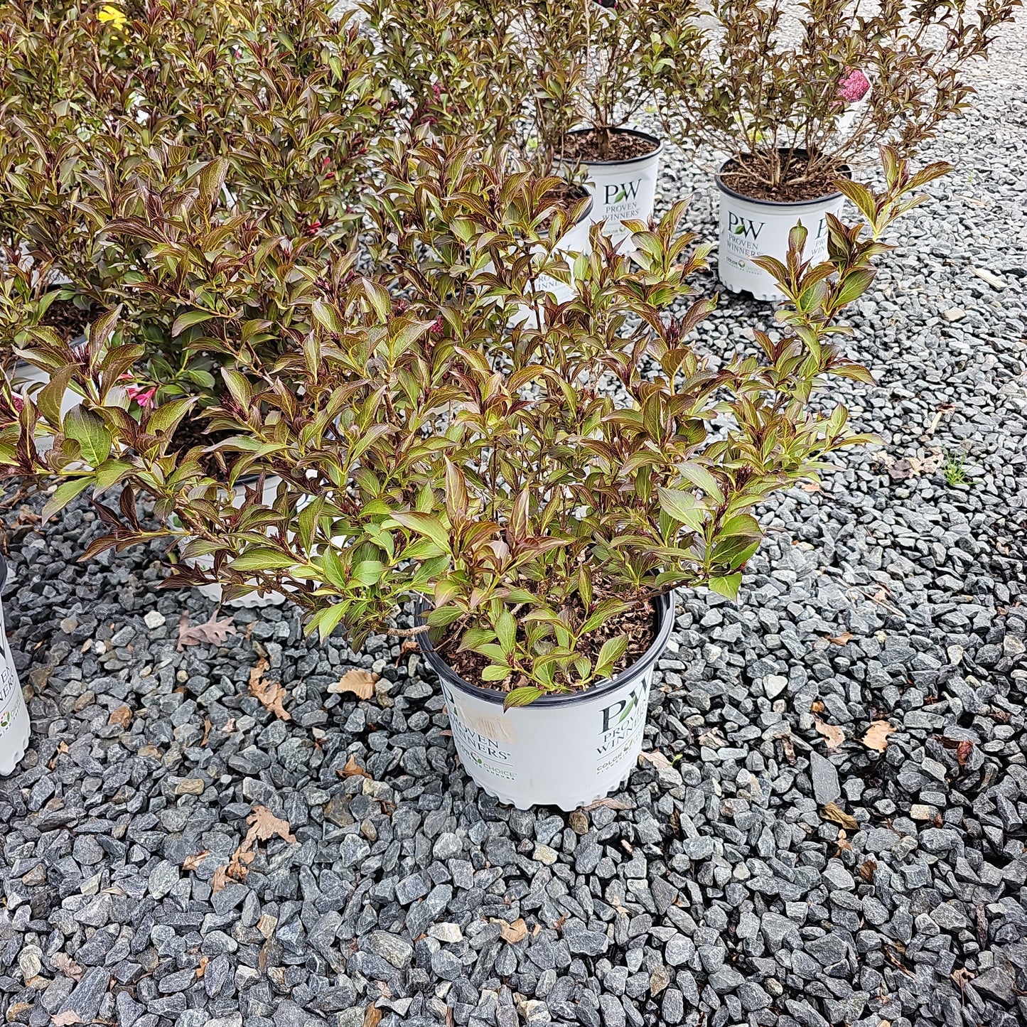 Weigela 'Wine & Roses' #3