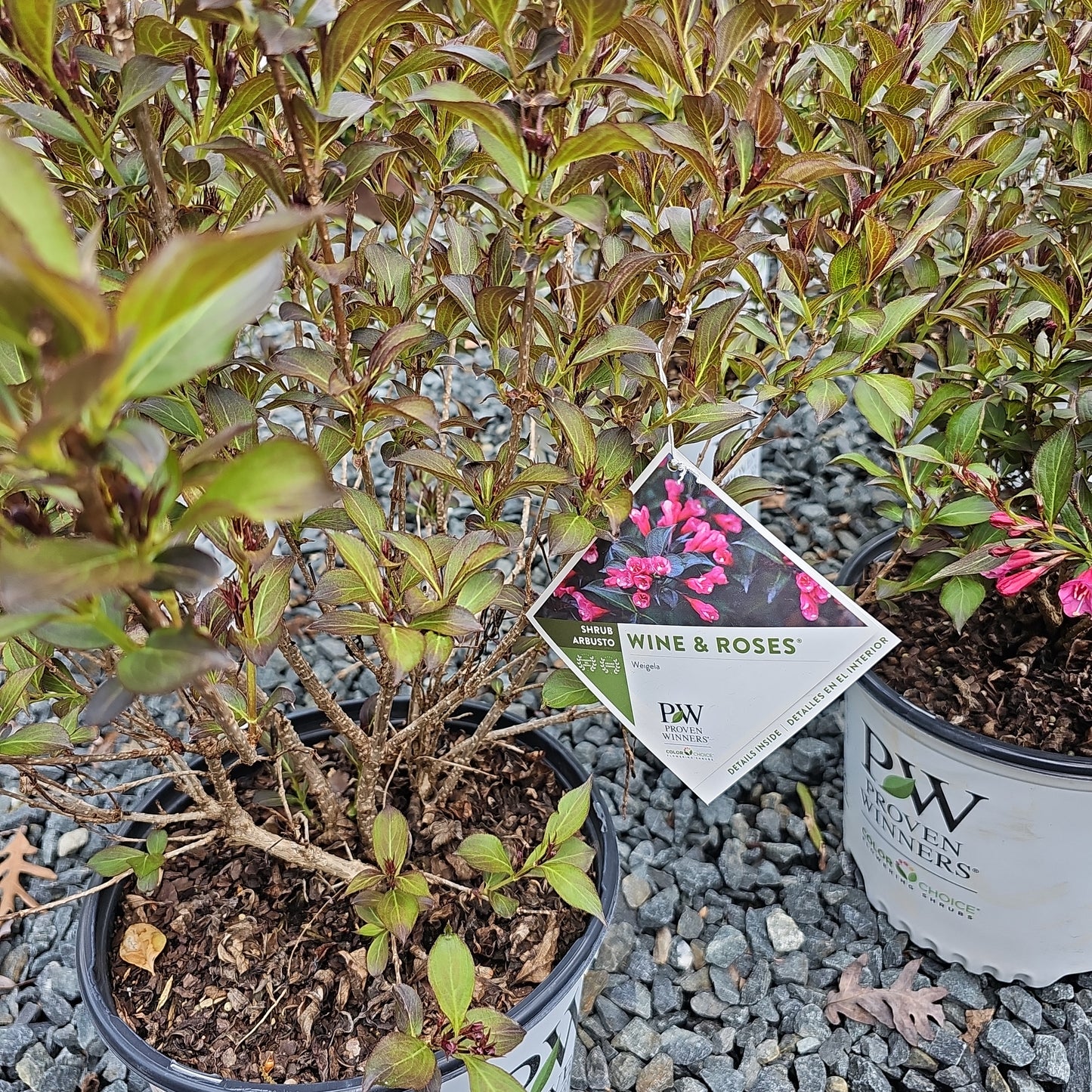 Weigela 'Wine & Roses' #3