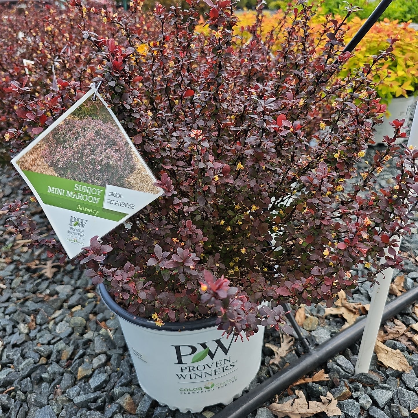 Berberis 'Mini Maroon' #3