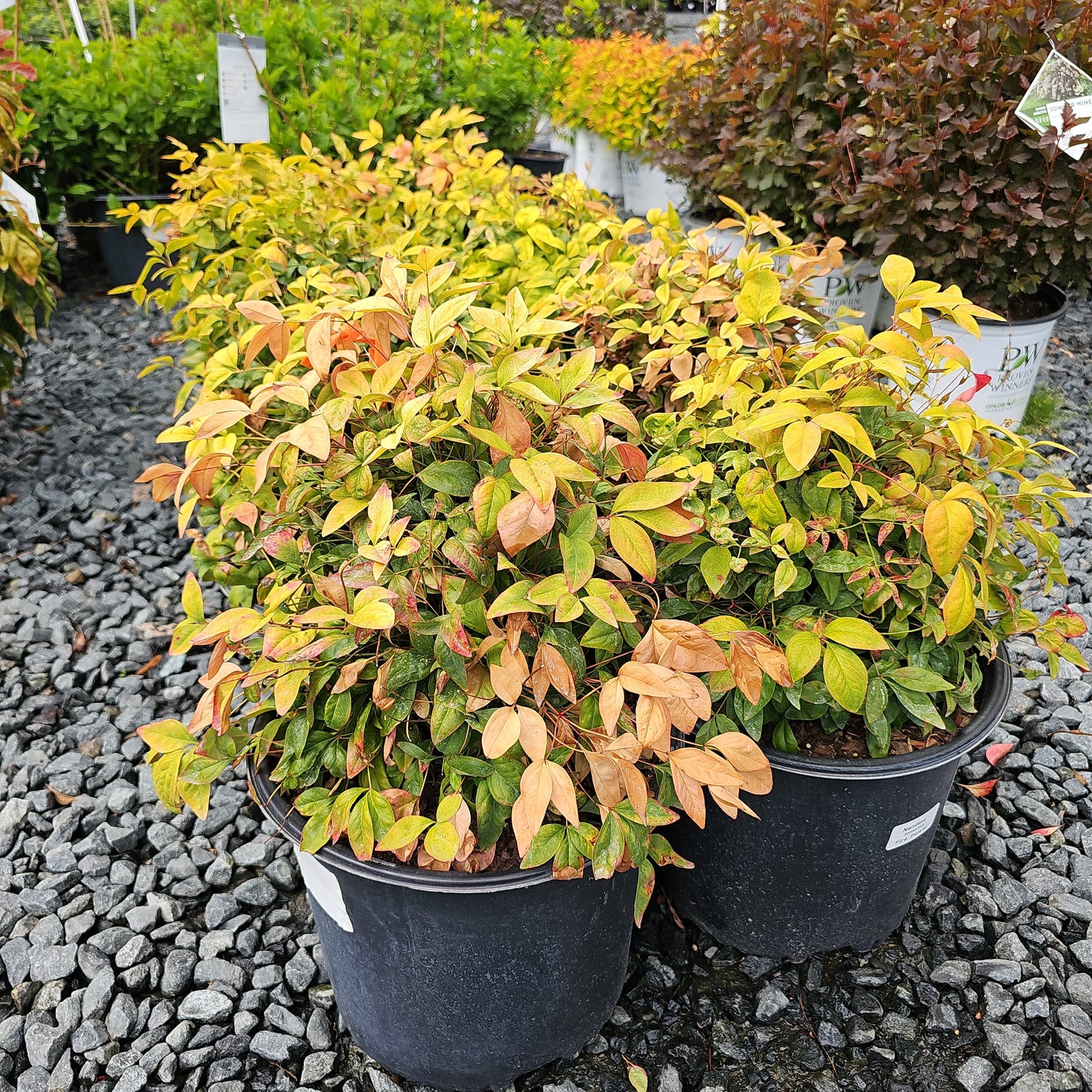 Nandina 'Fire Power'