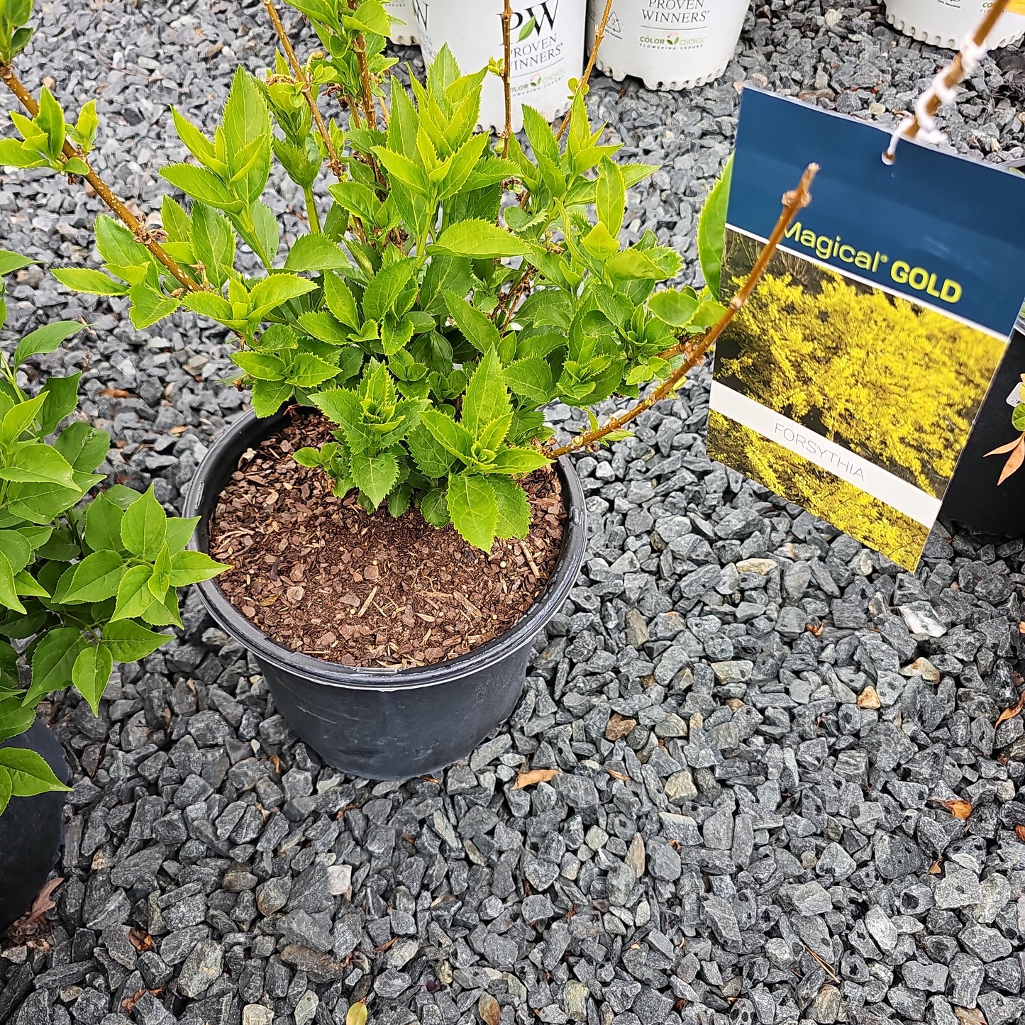 Forsythia 'Magical Gold' #3