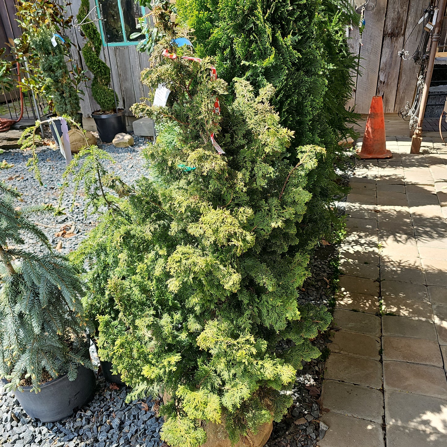 Cham. 'Gracilis' - Hinoki Cypress