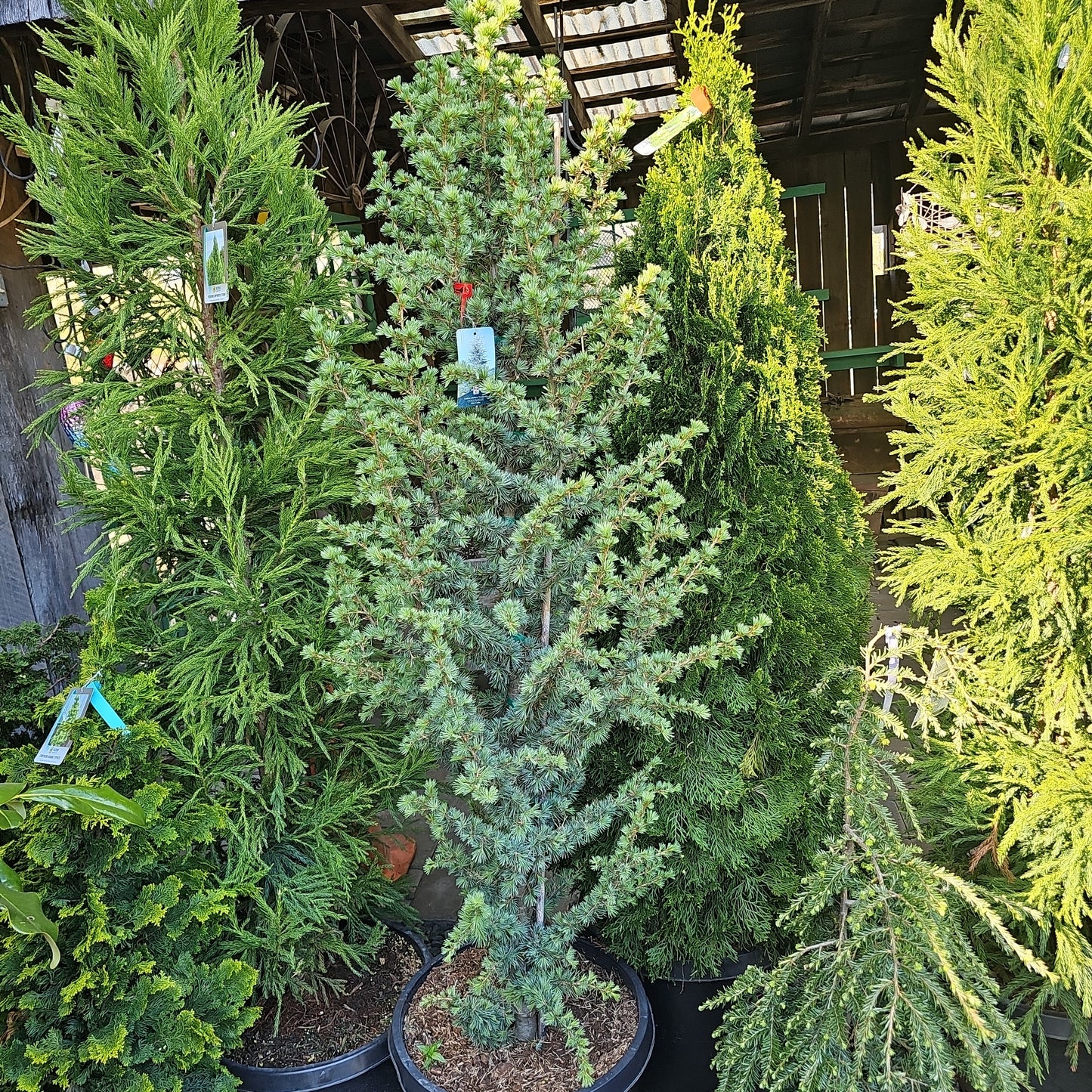Cedrus atl. 'Fastigiata' - Atlas Cedar