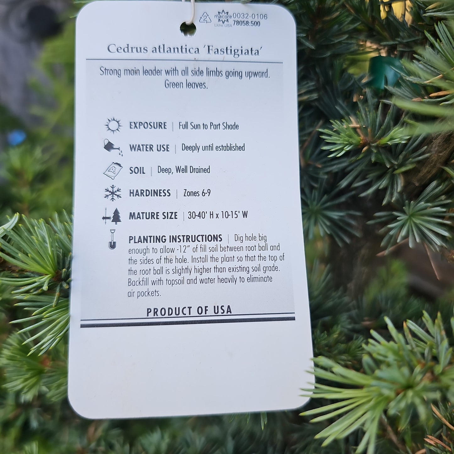 Cedrus atl. 'Fastigiata' - Atlas Cedar