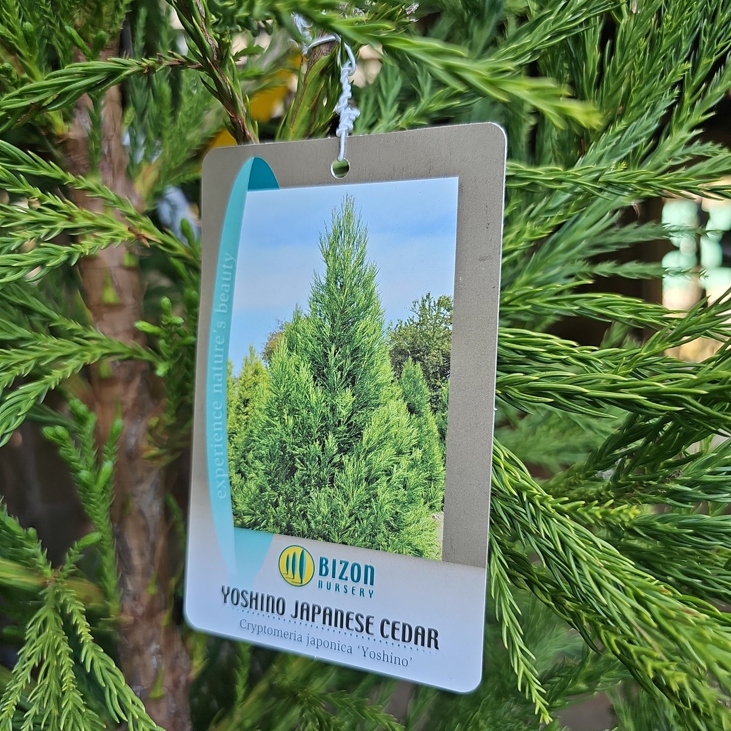 Cryptomeria japonica 'Yoshino' - Japanese Cedar
