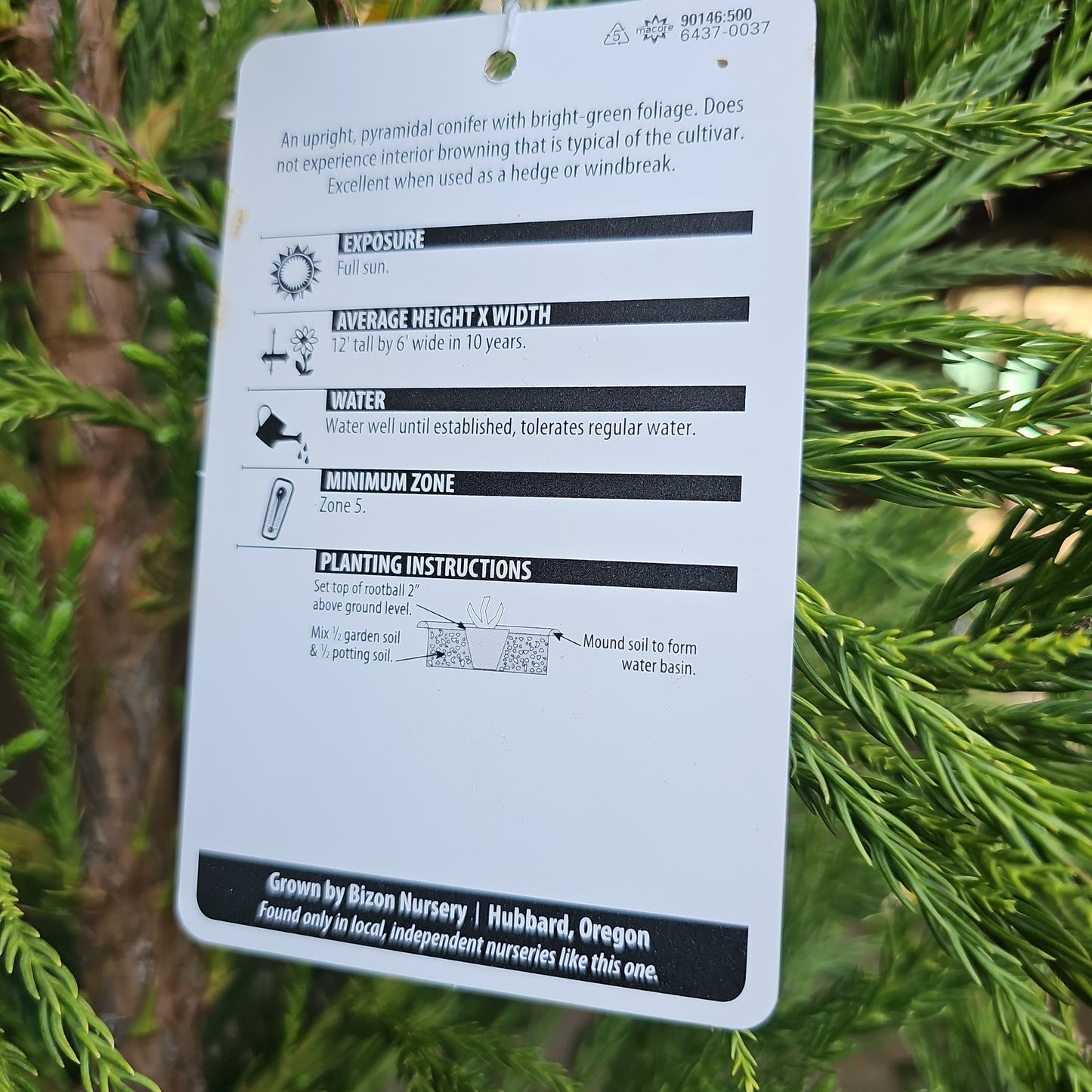 Cryptomeria japonica 'Yoshino' - Japanese Cedar