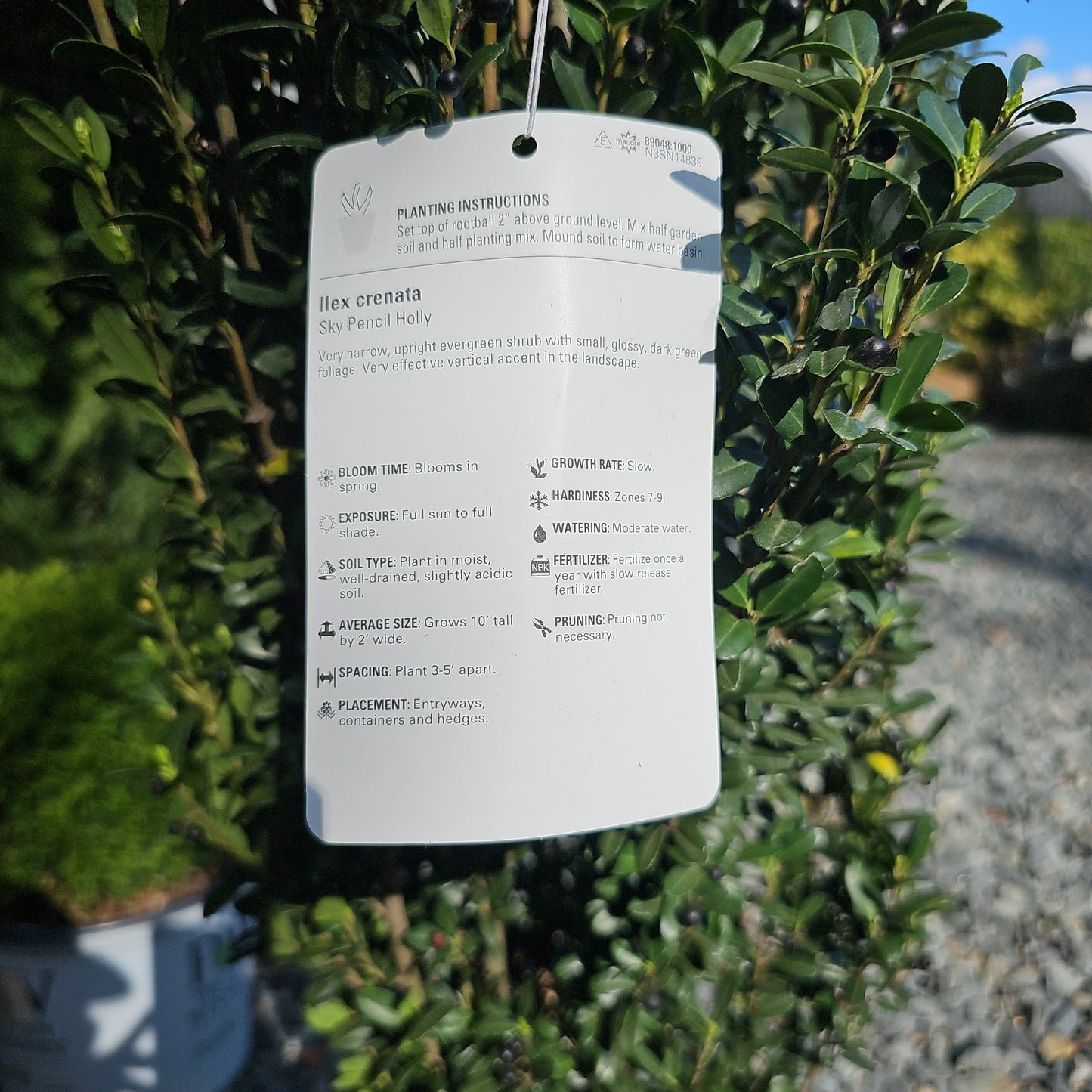 Ilex 'Sky pencil' - Upright Jap. Holly