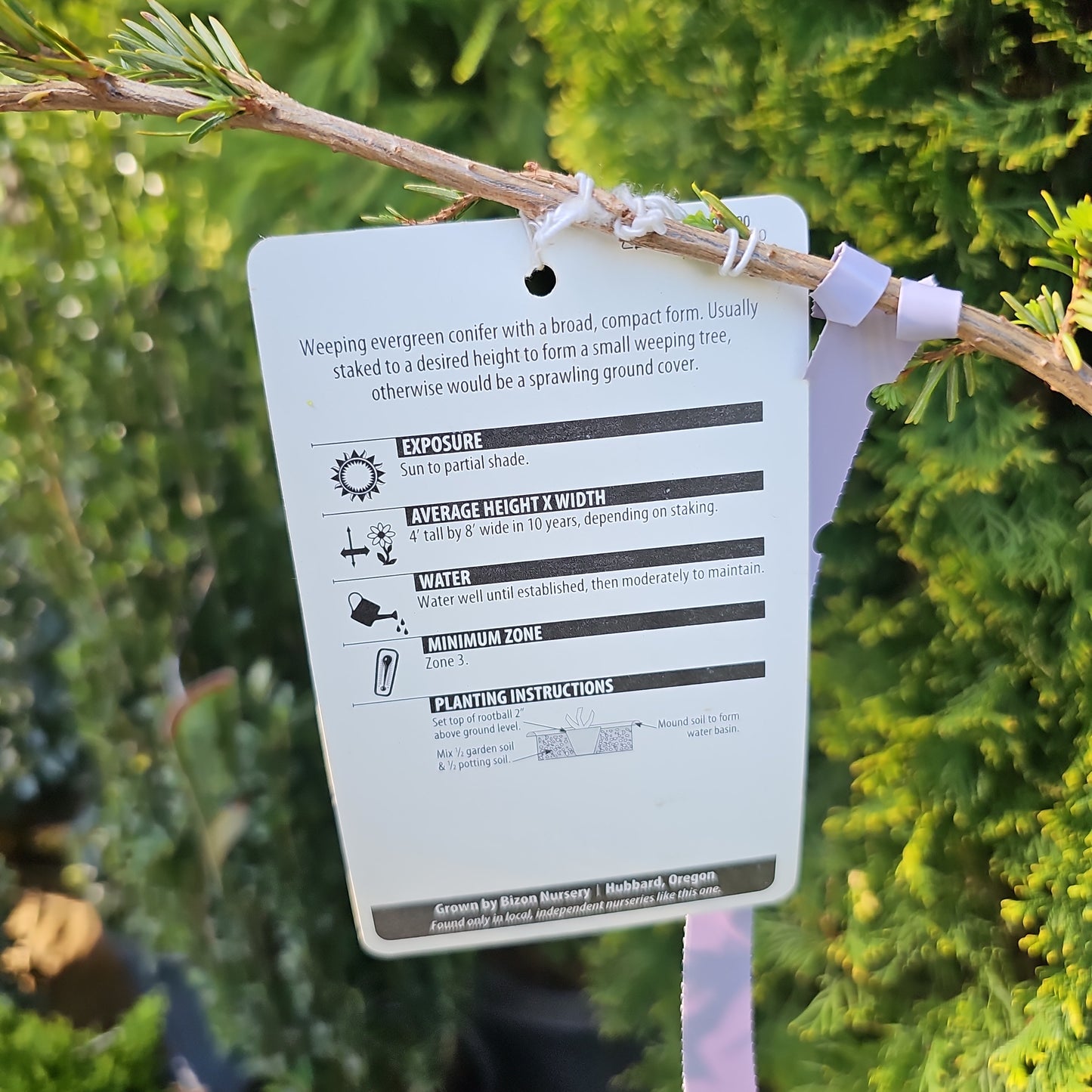 Tsuga canadensis 'Pendula' - Weeping Canadian Hemlock