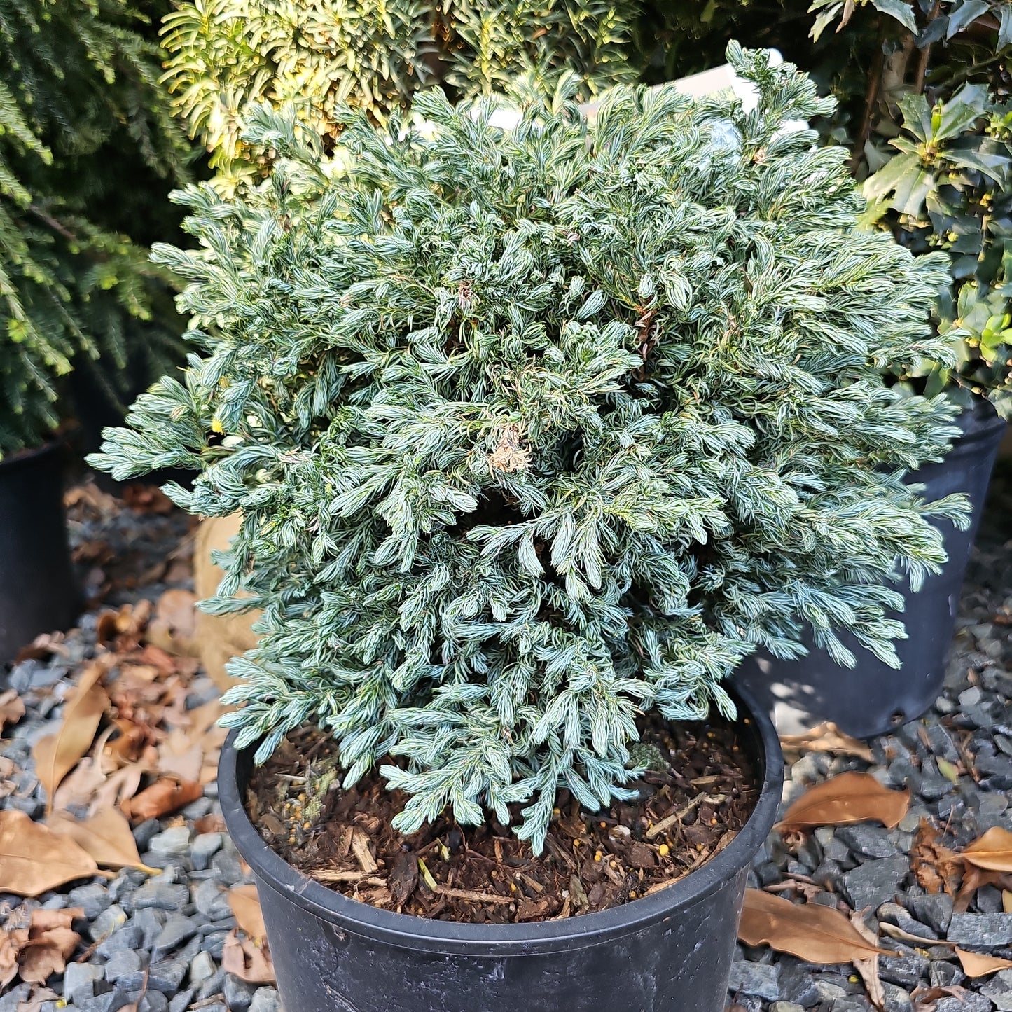Cham. 'Curly Tops' - Sawara Cypress
