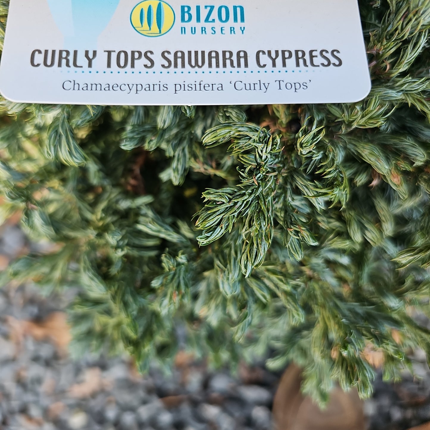 Cham. 'Curly Tops' - Sawara Cypress