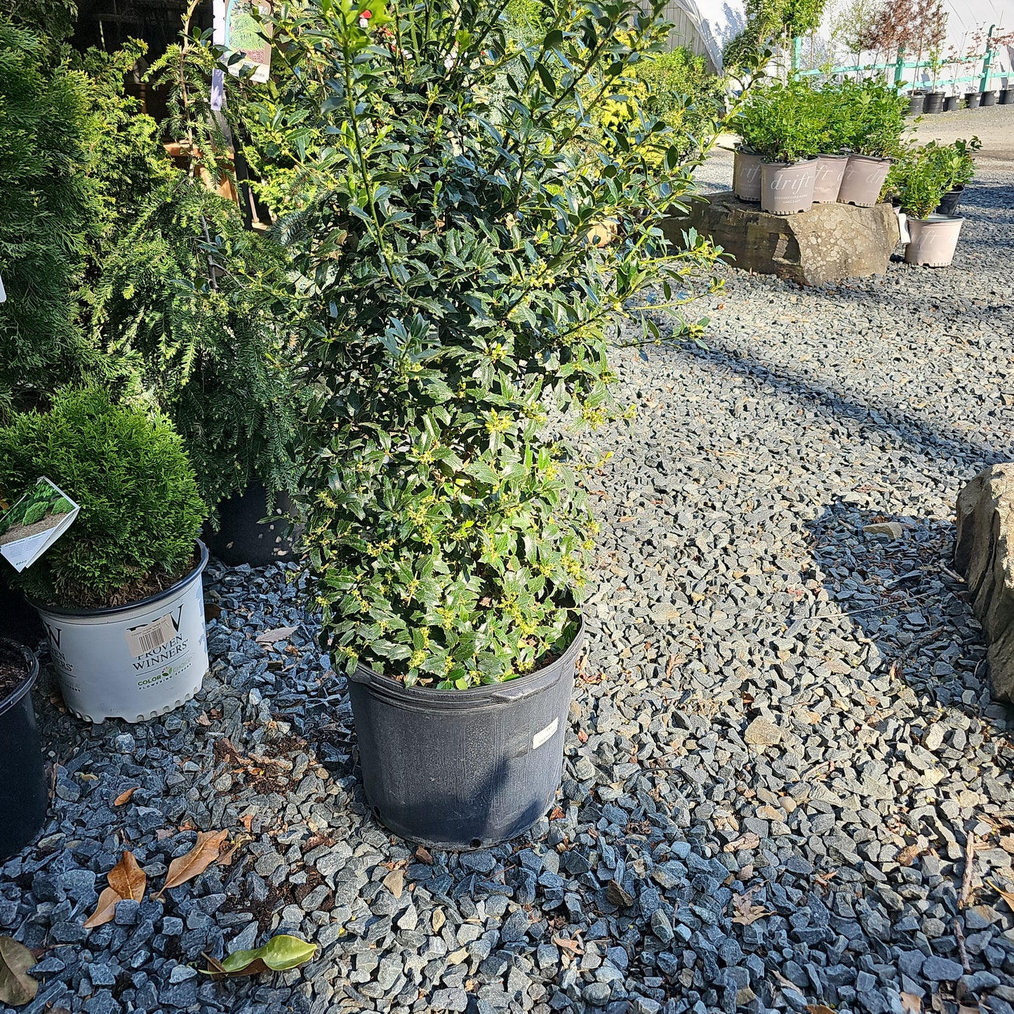 Ilex 'Christmas Jewel' - Holly