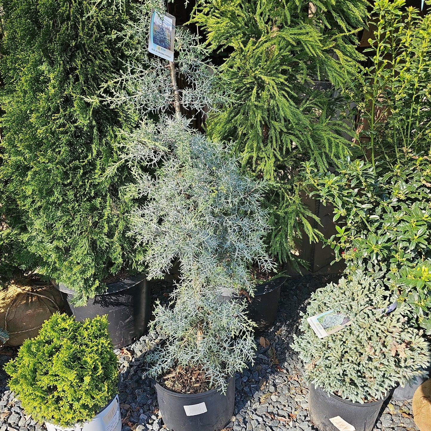 Cupressus glabra 'Blue Ice' - Arizona Cypress