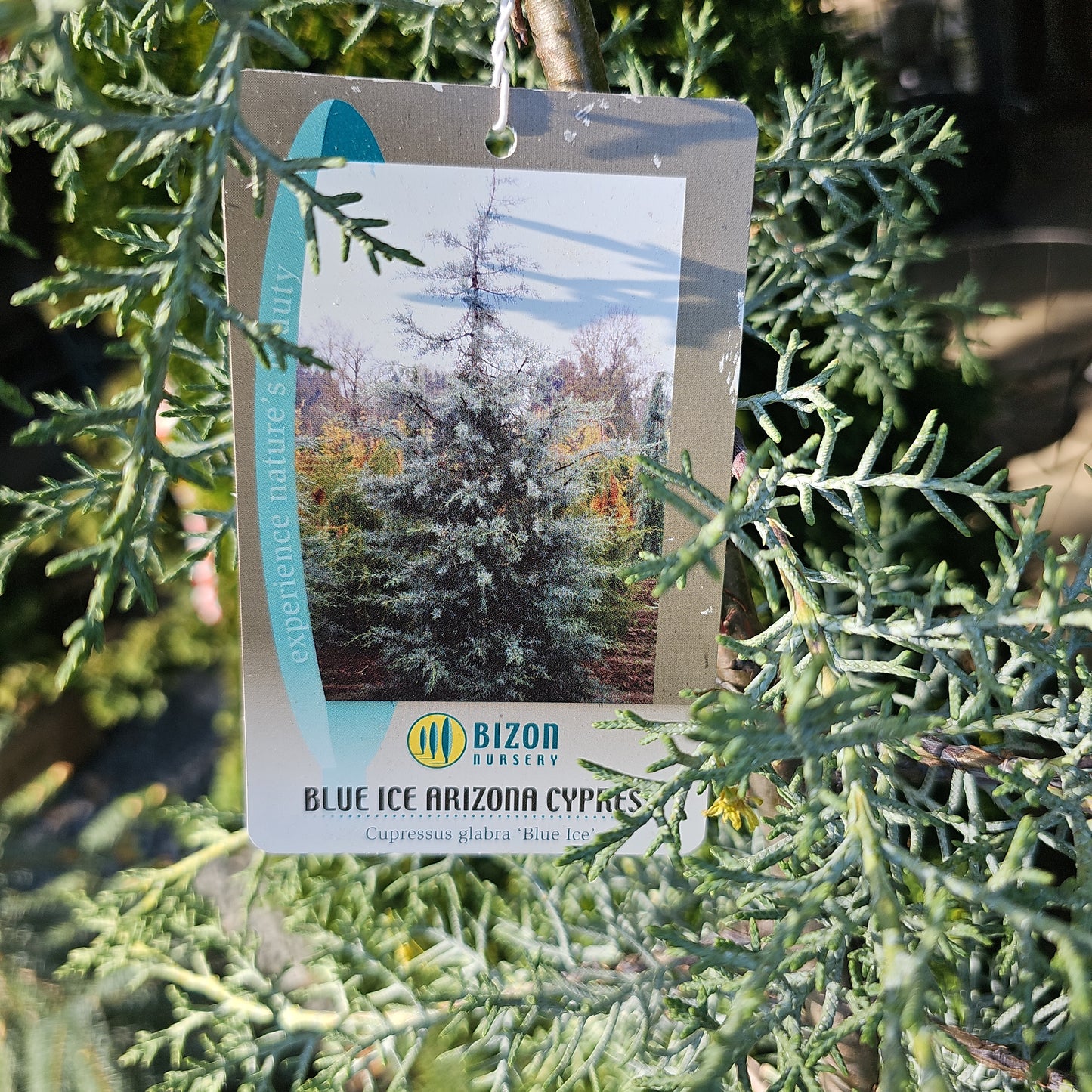 Cupressus glabra 'Blue Ice' - Arizona Cypress
