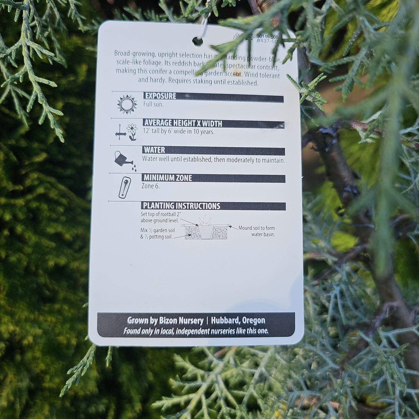 Cupressus glabra 'Blue Ice' - Arizona Cypress