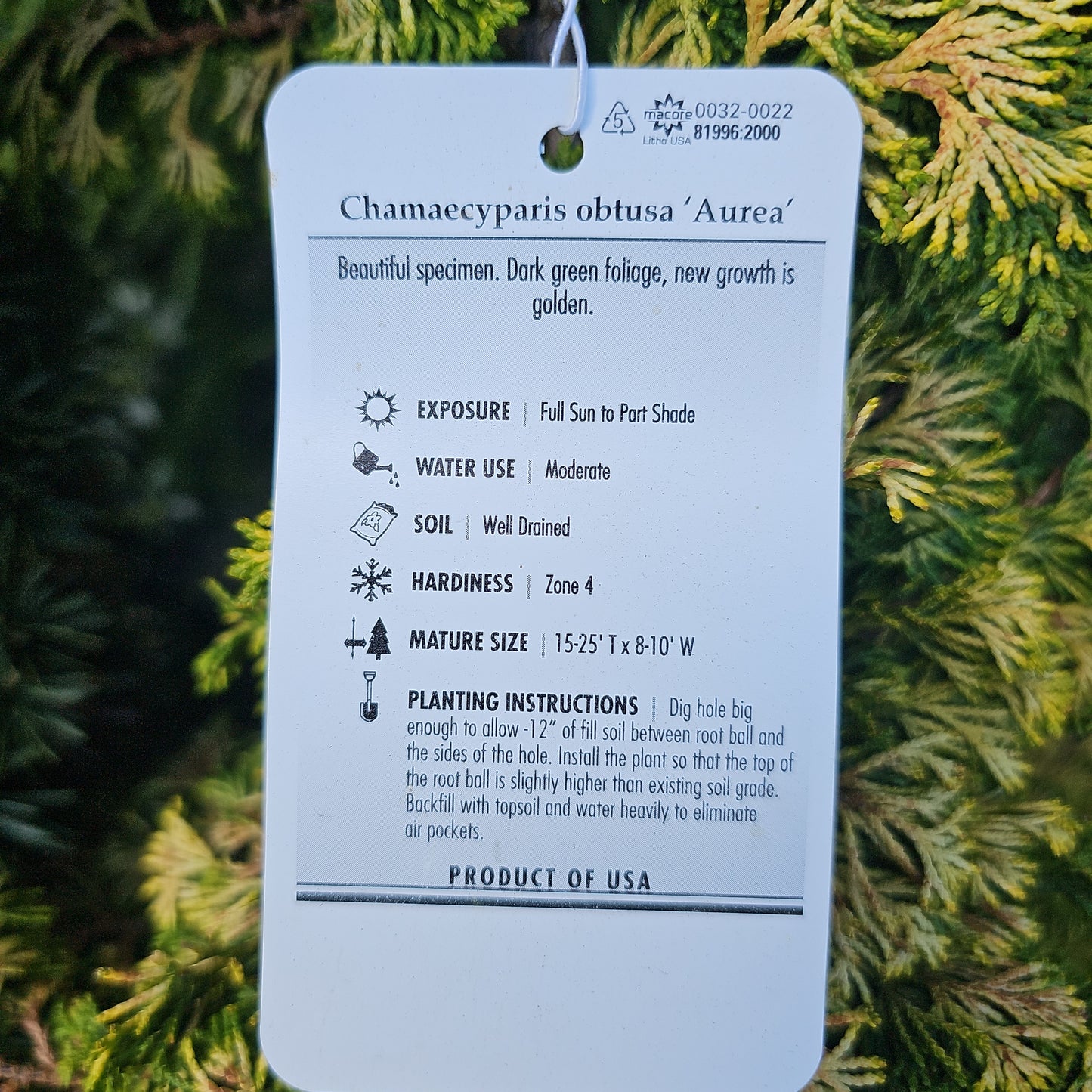 Cham. 'Aurea' - Hinoki Cypress