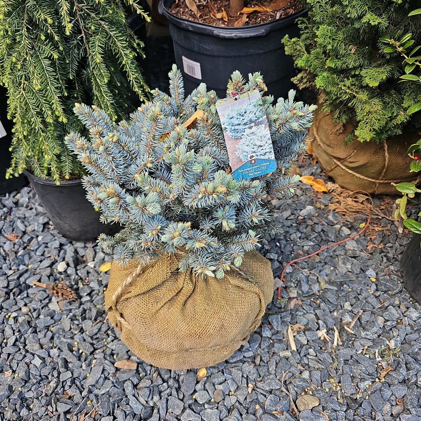 Picea 'Globosa' B&B 12-15"