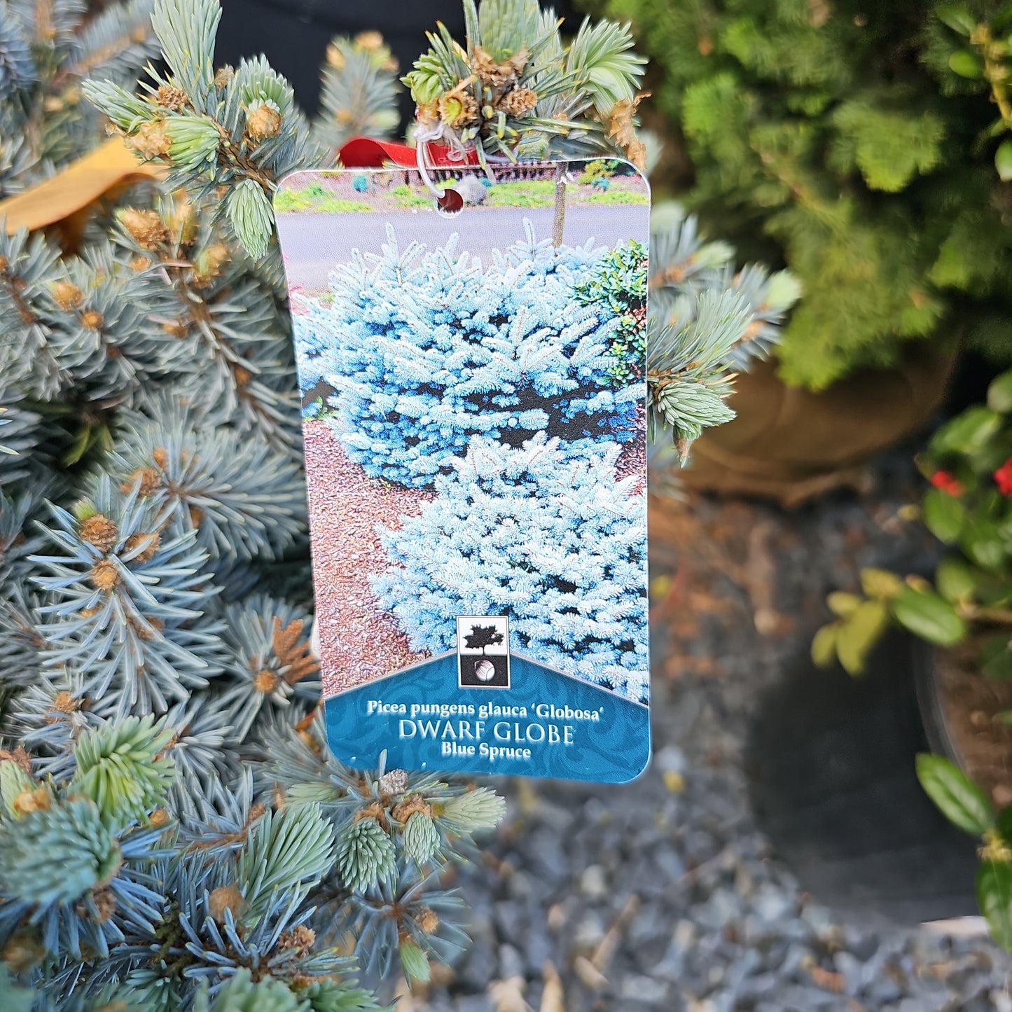 Picea 'Globosa' B&B 12-15"