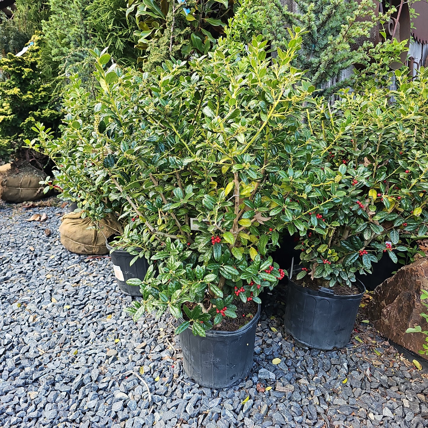 Ilex 'Dwarf Buford Holly' - Chinese Holly