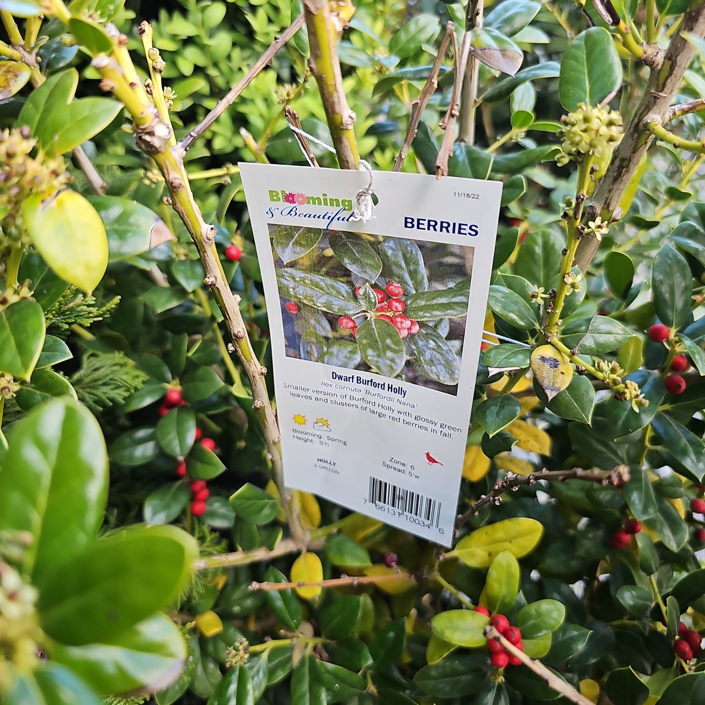 Ilex 'Dwarf Buford Holly' - Chinese Holly