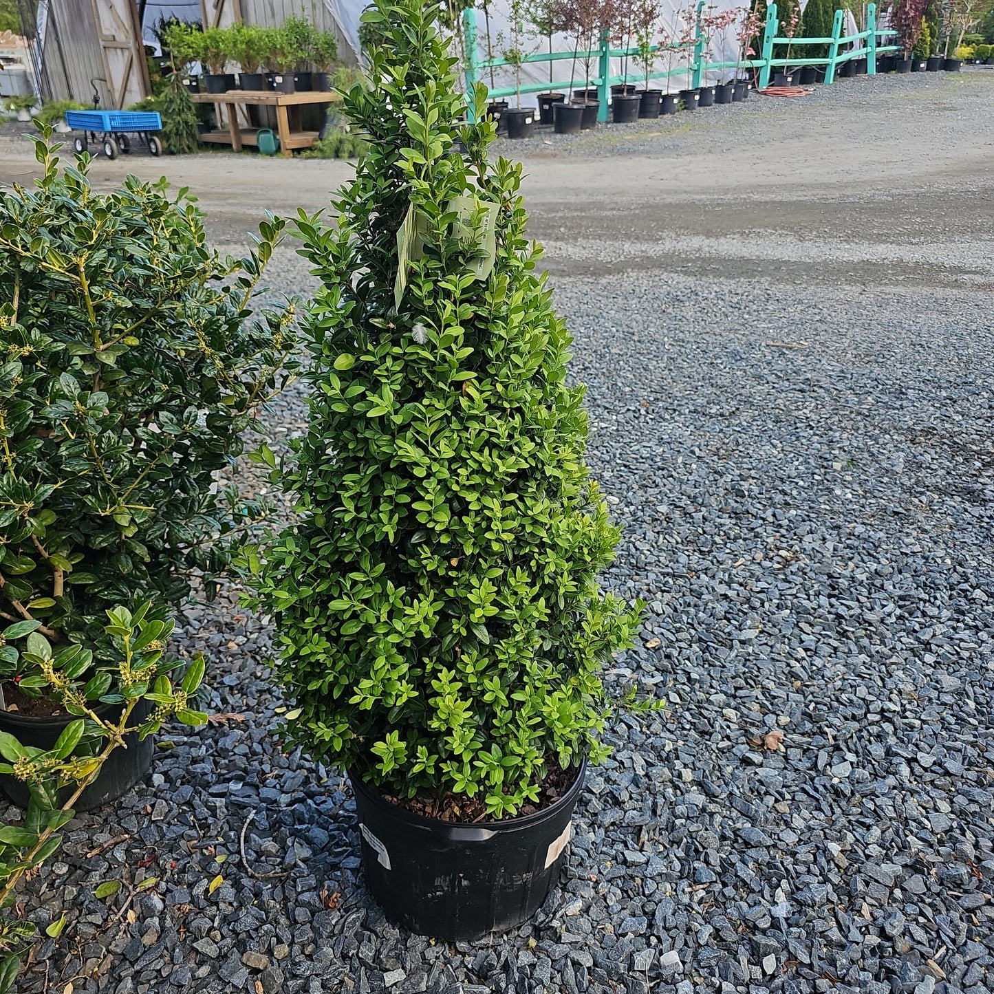 Buxus 'Dee Runk' - Pyramidal Boxwood