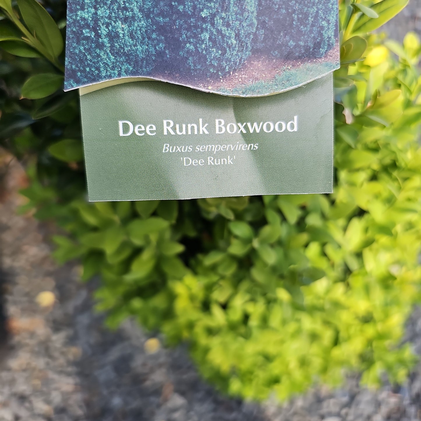 Buxus 'Dee Runk' - Pyramidal Boxwood