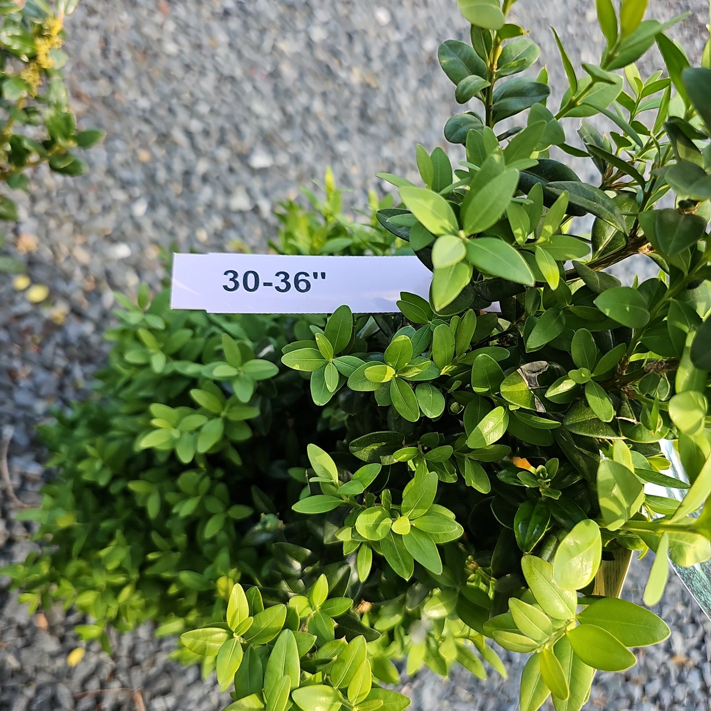 Buxus 'Dee Runk' - Pyramidal Boxwood