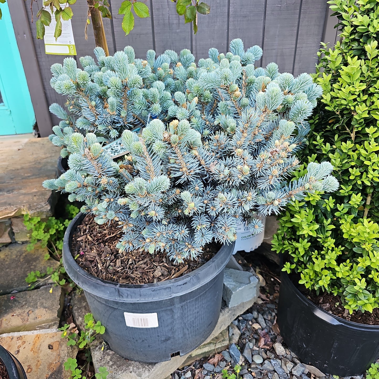 Picea pungens 'Glauca Globosa'
