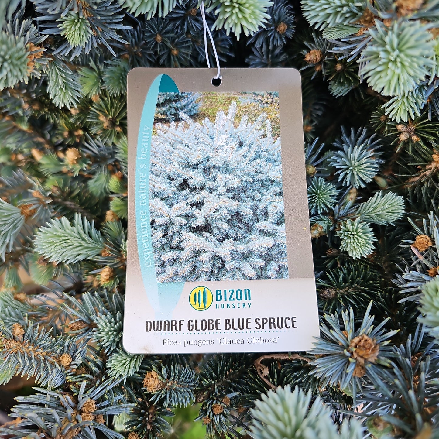 Picea pungens 'Glauca Globosa'