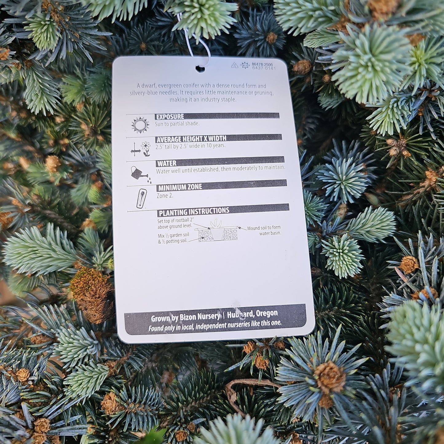 Picea pungens 'Glauca Globosa'