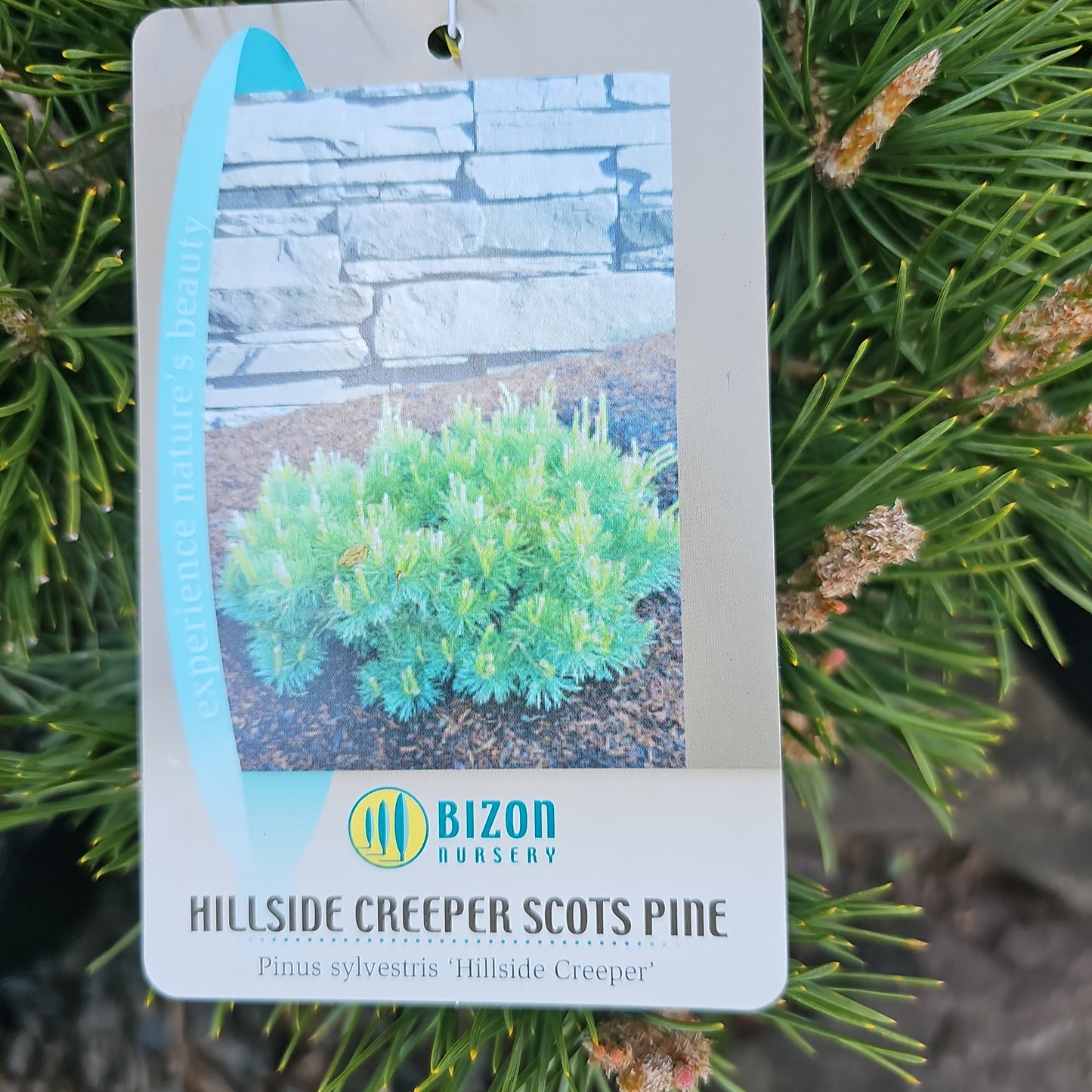 Pinus sylvestris 'Hillside Creeper'