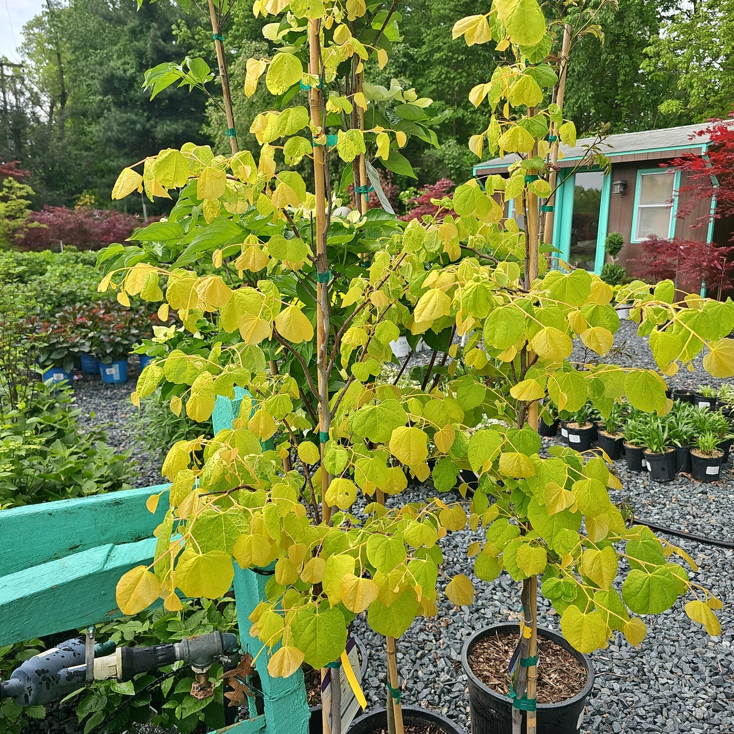 Eastern Redbud - Cercis Canadensis