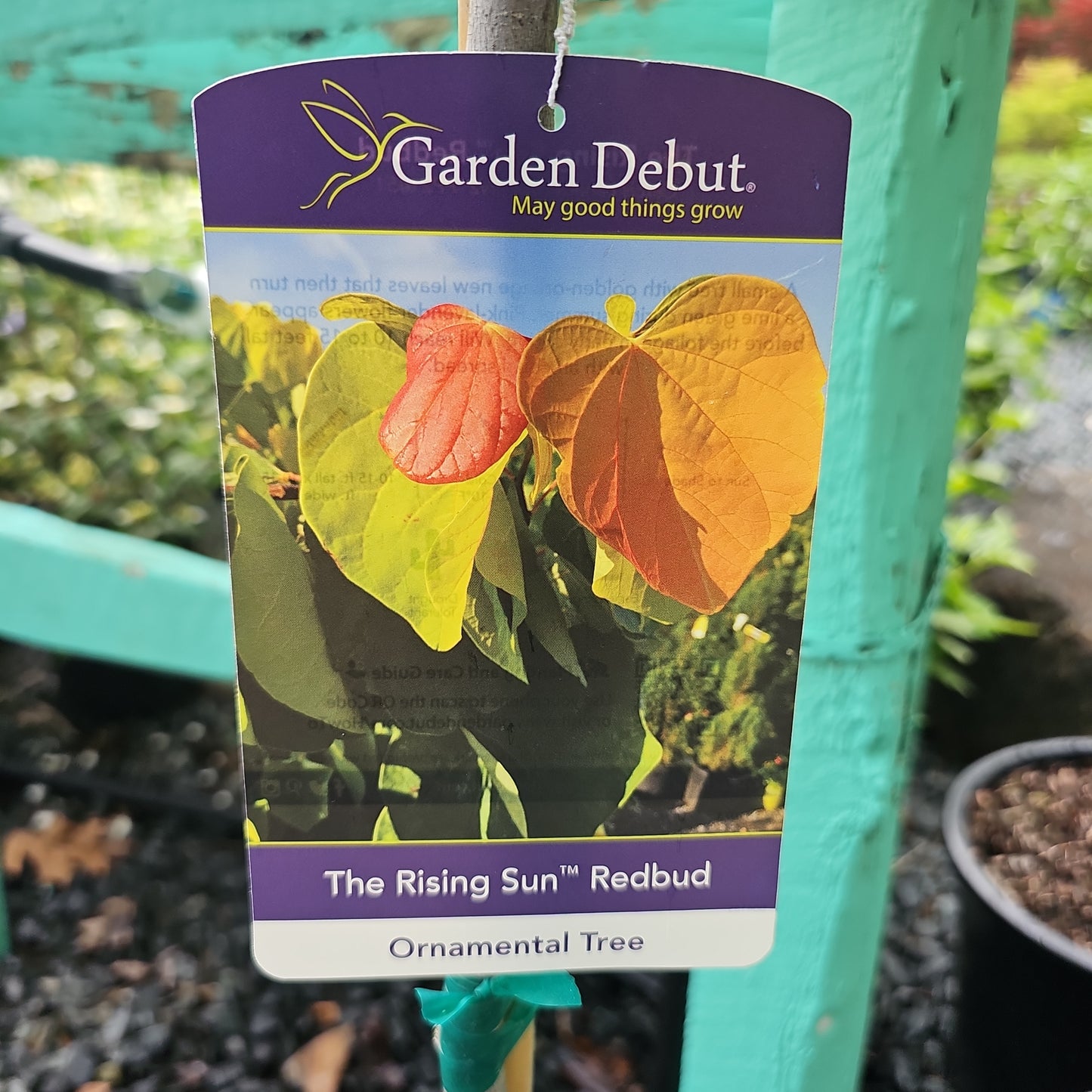 Eastern Redbud - Cercis Canadensis