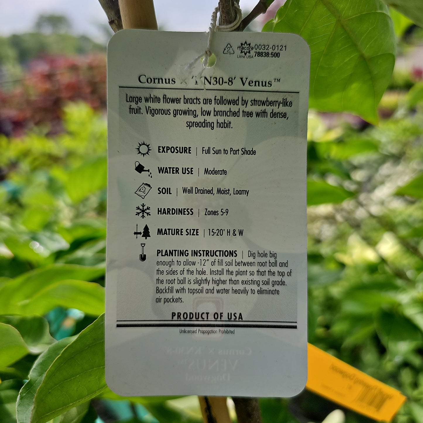 Cornus 'Venus' #7