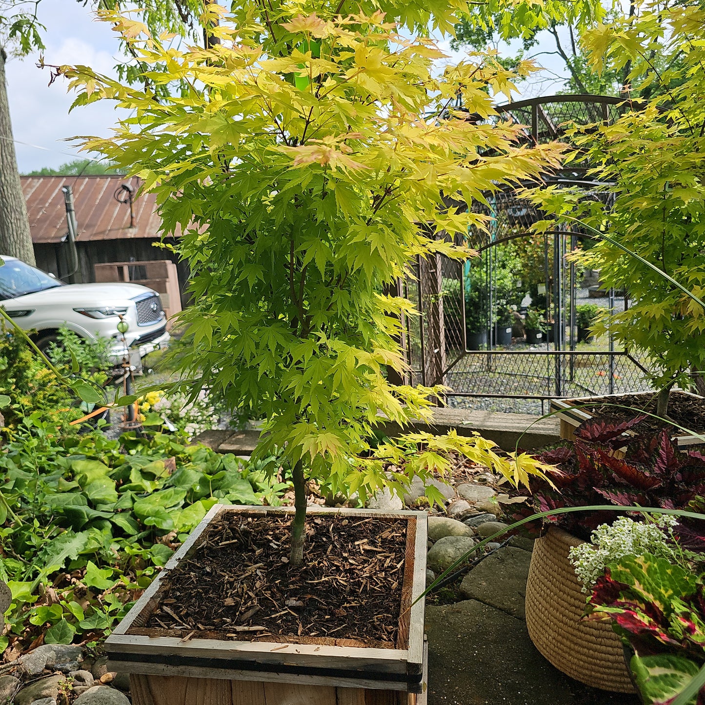 Acer palmatum 'Orange Dream' - Jap. Maple