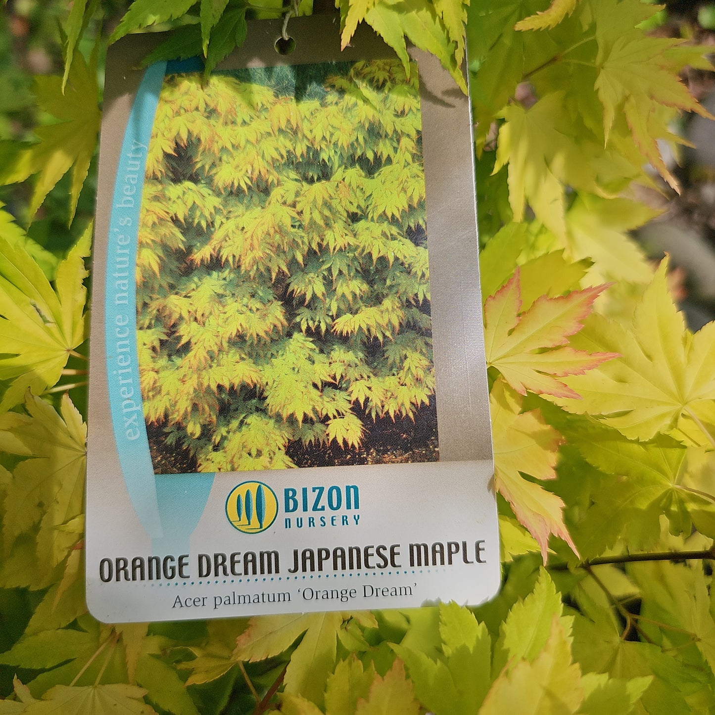 Acer palmatum 'Orange Dream' - Jap. Maple